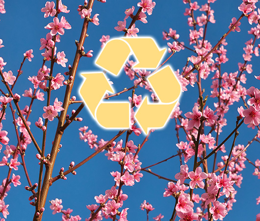 Peach Blossom Trees Recycling Program 2024